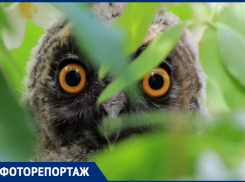 В мире животных: показываем фауну средней полосы 