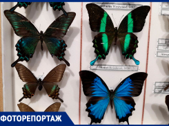 В Самаре можно своими глазами увидеть превращение куколки в бабочку