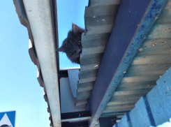 Швырнули Барсика на крышу: спасатели выручили погибающего от голода кота в Самарской области