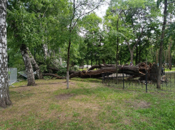 В парке Гагарина в Самаре рухнул 300-летний дуб 