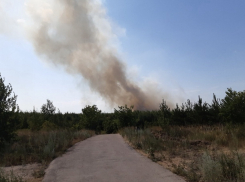 Поджог назван основной версией причины лесного пожара в Тольятти