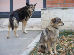 В Тольятти ребёнку отказали в первой помощи после нападения бездомных собак