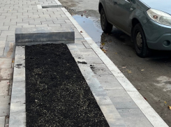 Самарцы обеспокоены вырубкой деревьев на улице Куйбышева