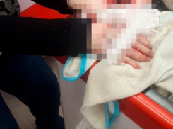 Второй за неделю кровавый случай нападения бродячих собак на людей произошёл в Тольятти