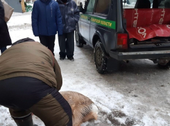 В Самаре всем двором ловили косулю