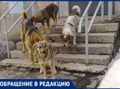 «Опасный вожак»: в Самаре стая бездомных псов прогнала малышей с детской площадки