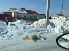 В Волжском районе устроили самосуд над бродячими собаками