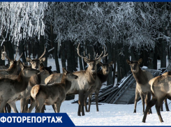 В Самарской области появились питомники благородных оленей