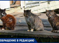 В Самаре жители Промышленного района пожаловались на массовое убийство кошек