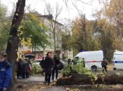 В Самарской области из-за упавшего дерева погиб мужчина