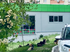 Жители Волгаря просят не прикармливать бродячих собак