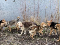 В Тольятти бродячая собака укусила школьницу за губу