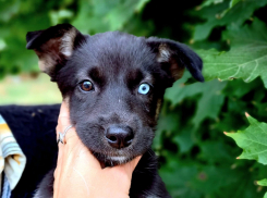 Один на 100 тысяч: в Самарской области нашли редкого щенка-мутанта