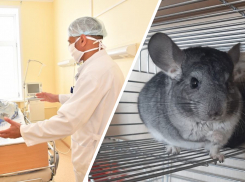 В Самарской области заболеваемость мышиной лихорадкой выросла почти в 3 раза
