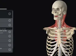 В Самаре создали инновационный модуль для изучения 3D-анатомии в движении