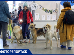 Выставка-фестиваль «Друг человека» помогла найти дом для 48 питомцев