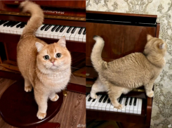 Кот-эскортник пропал в Самаре