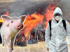 Закидали покрышками и сожгли: жители Волжского района не успели спрятать свиней от уничтожения