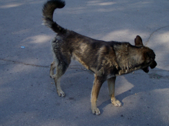 В Самарской области бродячие собаки загрызли телёнка