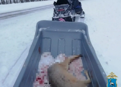 В Самарской области охотник перепутал косулю с лисой и получил штраф 120 тысяч рублей