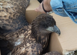 В Самарской Луке спасли орлана-белохвоста, который больше не сможет летать