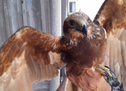 В Самаре спасли редкую хищную птицу