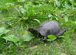 «Они не приручаются»: экологи просят не забирать болотных черепах домой