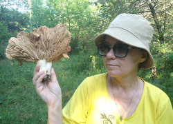 Рассказываем, где в Самарской области можно насобирать грибов