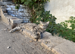 Начало рабочей недели в Самаре будет жарким