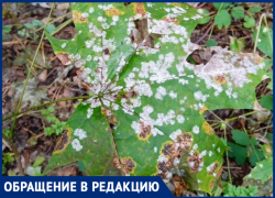 «Болезнь или химический дождь?»: в Самарской области заметили странный налёт на листьях