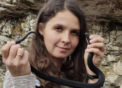 Безногая ящерица и гадюка: в Жигулёвском заповеднике обнаружены новые виды рептилий