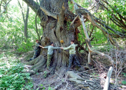 200-летнюю иву из Самарской Луки включили в реестр старовозрастных деревьев России