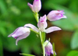 В лесах Самарской Луки зацвела редкая орхидея