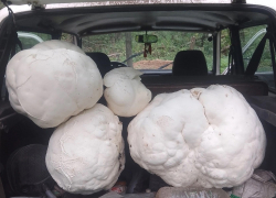 «Полный багажник зефира»: в Самарской области собрали урожай гигантских грибов