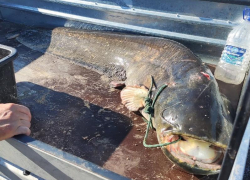 В Самарской области рыбак выловил сома весом 80 килограммов