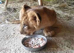 В Самарском зоопарке показали завтрак львенка Алтая