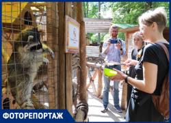 В живом уголке «Сказка» можно понаблюдать за животными и пообщаться с ними