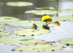 В озеро Кольчужное на острове Серёдыш заселили болотных черепах