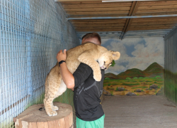 Растет котёнок: опубликованы новые фото львёнка Алтая 