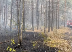 Пожар в лесу в Самарской области достиг площади 57 га