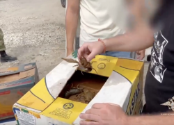 В Самарской области незаконно перевозили 800 кг раков в коробках из-под бананов