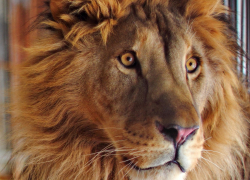 В Самарском зоопарке скончался лев Цезарь