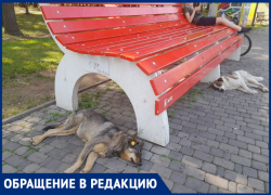 Посетители парка Гагарина в Самаре жалуются на бродячих собак