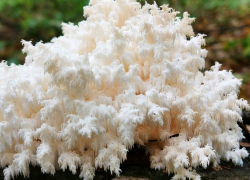 Строчки, сморчки и ежовик: в Жигулёвском заповеднике выявлено 762 вида шляпочных грибов