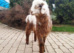 Самарский зоопарк просит придумать имя для овечки