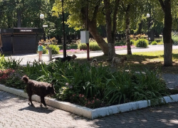 Жители Самары снова пожаловались на бродячих собак в парке Гагарина