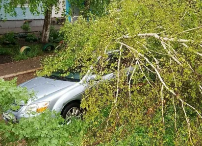 34 дерева упало в Самаре 20 мая во время урагана 