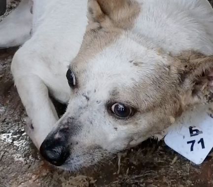 Семь собак спасли 90-летнюю бабушку от холодной смерти в доме без отопления, согревая её своими телами