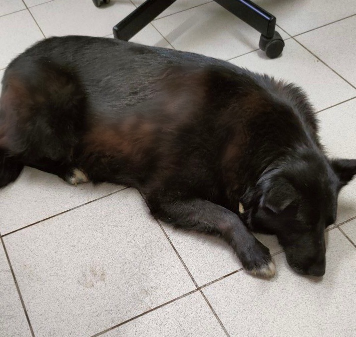 На Мехзаводе нашли бездомную собаку с гарпуном в плече