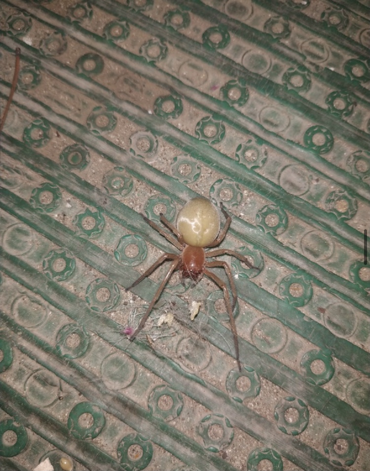 В Самарской области видели ядовитого паука, укус которого может привести к ампутации конечности